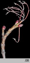 Acer platanoides (klon pospolity)