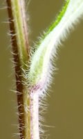 Erigeron acris (przymiotno ostre)