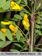 Caragana arborescens (karagana syberyjska)