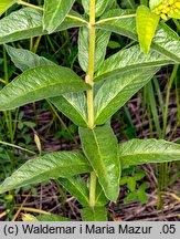 Lysimachia vulgaris (tojeść pospolita)