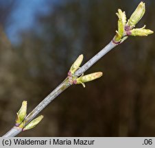 Acer negundo (klon jesionolistny)