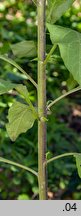 Atropa bella-donna (pokrzyk wilcza jagoda)