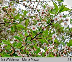 Cerasus vulgaris (wiśnia pospolita)