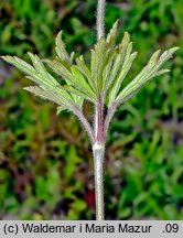 Anemonoides sylvestris (zawilec wielkokwiatowy)