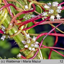 Cuscuta europaea ssp. europaea (kanianka pospolita typowa)