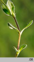 Cerastium alpinum (rogownica alpejska)