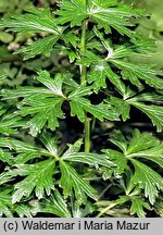 Aconitum firmum (tojad mocny)