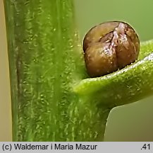 Dentaria bulbifera (żywiec cebulkowy)