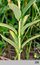 Lysimachia vulgaris (tojeść pospolita)