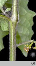 Solanum nigrum (psianka czarna)