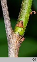 Amorpha fruticosa (amorfa krzewiasta)