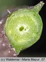 Solanum alatum (psianka skrzydlata)