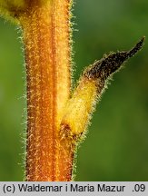 Orobanche lutea (zaraza czerwonawa)