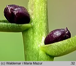 Dentaria bulbifera (żywiec cebulkowy)