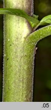 Atropa bella-donna (pokrzyk wilcza jagoda)