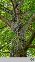 Platanus ×hispanica (platan klonolistny)