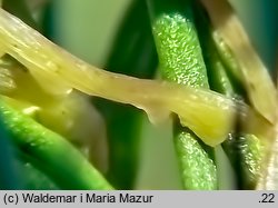 Cuscuta epithymum ssp. epithymum (kanianka macierzankowa)