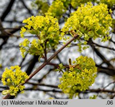 Acer platanoides (klon pospolity)