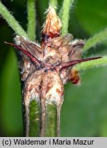 Caragana arborescens (karagana syberyjska)