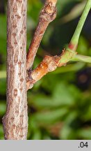 Parthenocissus inserta (winobluszcz zaroślowy)