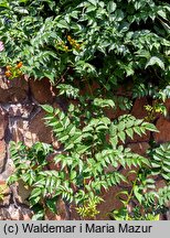 Campsis radicans (milin amerykański)