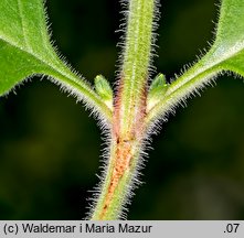 Lysimachia punctata (tojeść kropkowana)