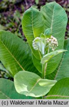 Asclepias syriaca (trojeść amerykańska)