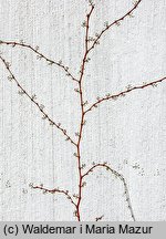 Parthenocissus tricuspidata (winobluszcz trójklapowy)