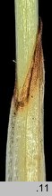 Corallorhiza trifida (żłobik koralowy)
