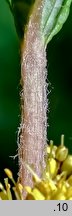 Lysimachia thyrsiflora (tojeść bukietowa)