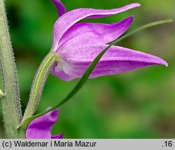 Cephalanthera rubra (buławnik czerwony)