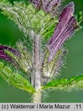 Bartsia alpina (bartsja alpejska)