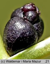 Dentaria bulbifera (żywiec cebulkowy)