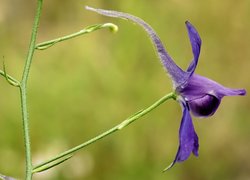 Consolida regalis (ostróżeczka polna)