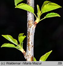 Cerasus mahaleb (wiśnia wonna)