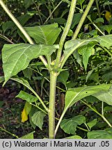 Atropa bella-donna (pokrzyk wilcza jagoda)