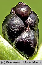 Dentaria bulbifera (żywiec cebulkowy)