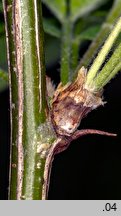 Caragana arborescens (karagana syberyjska)