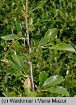 Cerasus fruticosa (wiśnia karłowata)