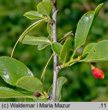 Cerasus fruticosa (wiśnia karłowata)