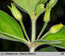 Lysimachia punctata (tojeść kropkowana)