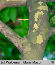 Platanus ×hispanica (platan klonolistny)