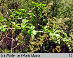 Berberis vulgaris (berberys zwyczajny)