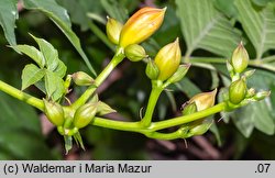 Campsis radicans (milin amerykański)