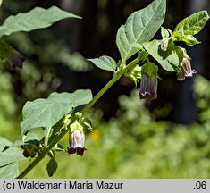 Atropa bella-donna (pokrzyk wilcza jagoda)