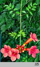 Campsis radicans (milin amerykański)