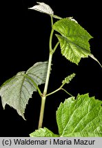 Vitis vinifera ssp. vinifera (winorośl właściwa typowa)