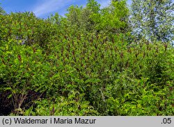 Amorpha fruticosa (amorfa krzewiasta)