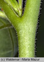 Atropa bella-donna (pokrzyk wilcza jagoda)