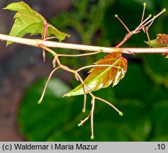 Parthenocissus tricuspidata (winobluszcz trójklapowy)